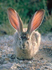 Rabbit Ears