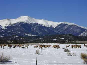 7 Elk Mtns Salida Co