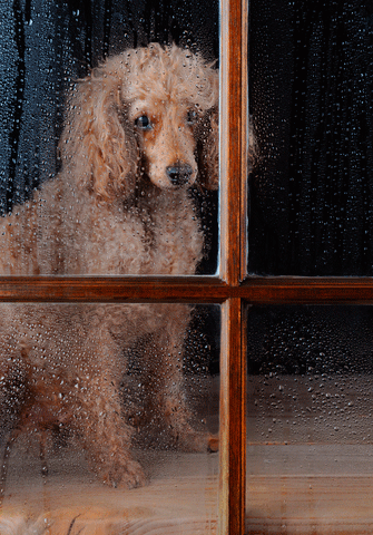 dog in window